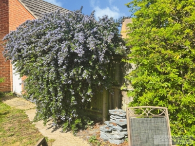 Picture 20
